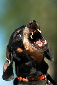 small black dachshund with an angry aggressive bite